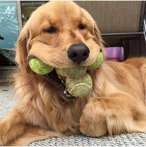 In the clip, he shares the many faces of Teddy, and these have us cracking up! Check out the footage of Teddy's <b>funny</b> faces for a good laugh. . Funny videos of golden retrievers